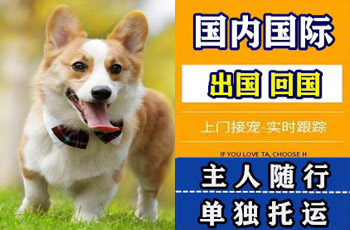 静安区宠物托运公司静安区宠物托运公司静安区宠物托运公司